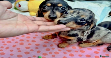 Miniature Dachshund dogs - Advert 1