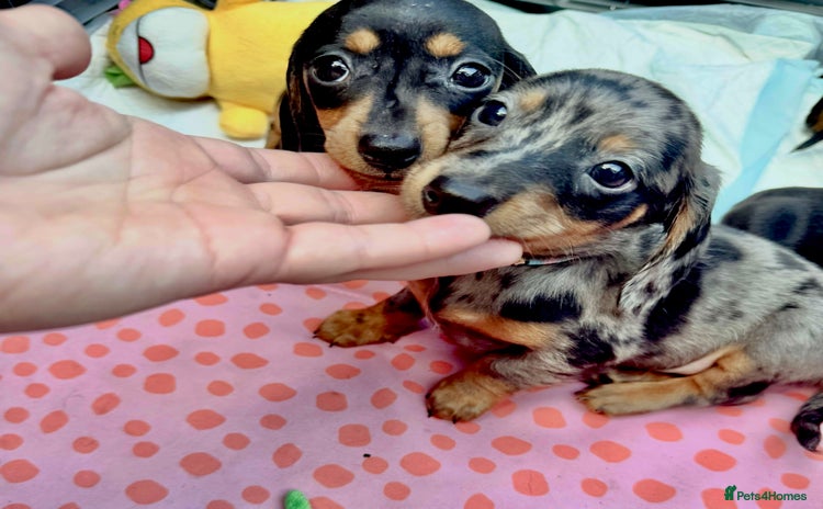 Miniature Dachshund dogs - Advert 3