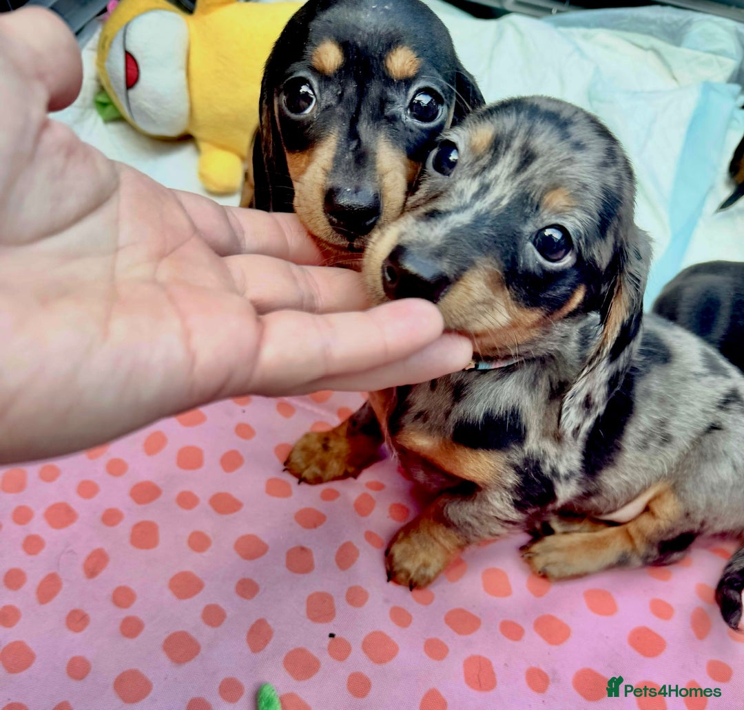 Miniature Dachshund dogs for sale: ✨ Adorabla Mini Kc PRA clear ready now  ✨✨ - Image 1