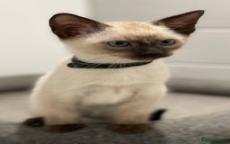 Siamese cats for sale: GCCF Registered Traditional Siamese Kittens  - Image 5