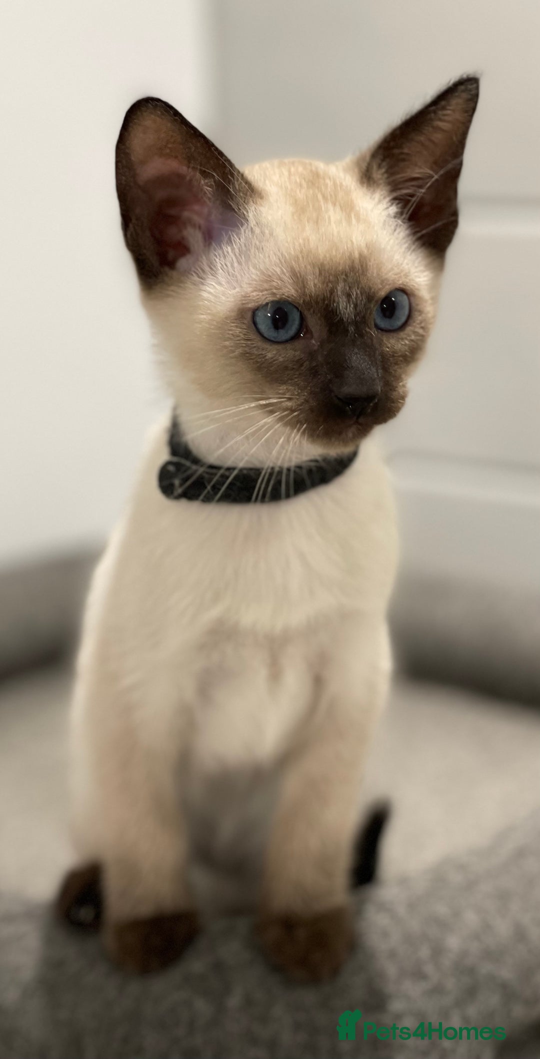 Siamese cats for sale: GCCF Registered Traditional Siamese Kittens  - Image 5