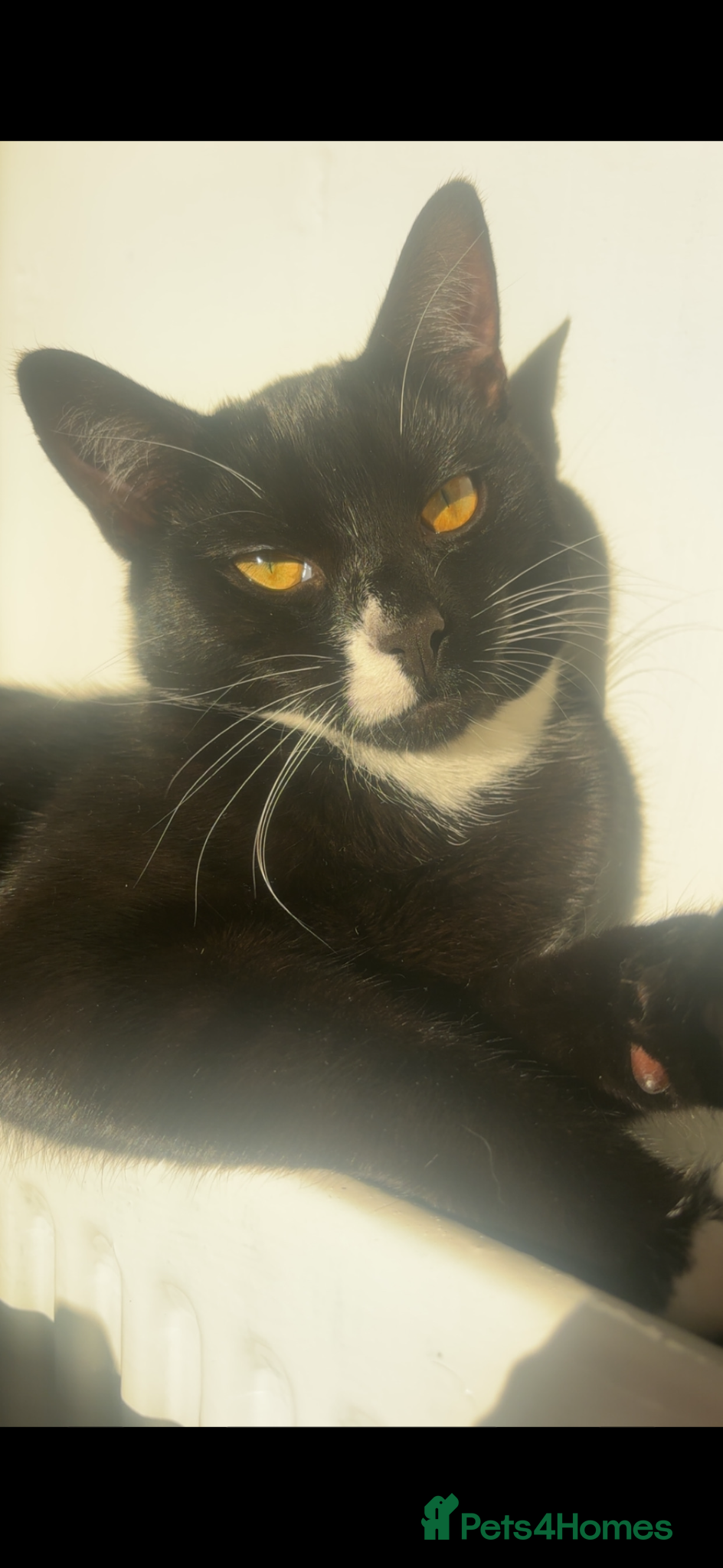 Domestic Shorthair cats for sale: Rehoming my 1 year old male  - Advert 3