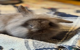 Mini Lion Lop rabbits for sale: Lion lop bunnies - Image 2