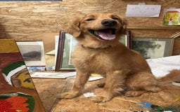 Mixed Breed dogs for adoption: Loving Buddy is waiting for you! - Image 2