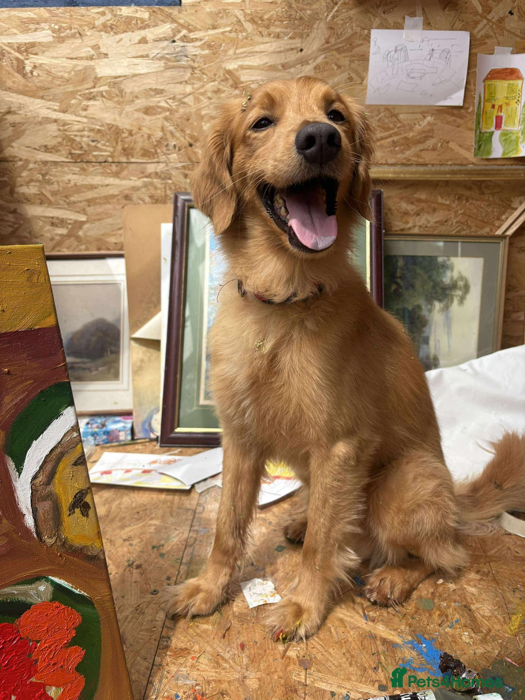Mixed Breed dogs for adoption: Loving Buddy is waiting for you! - Image 2