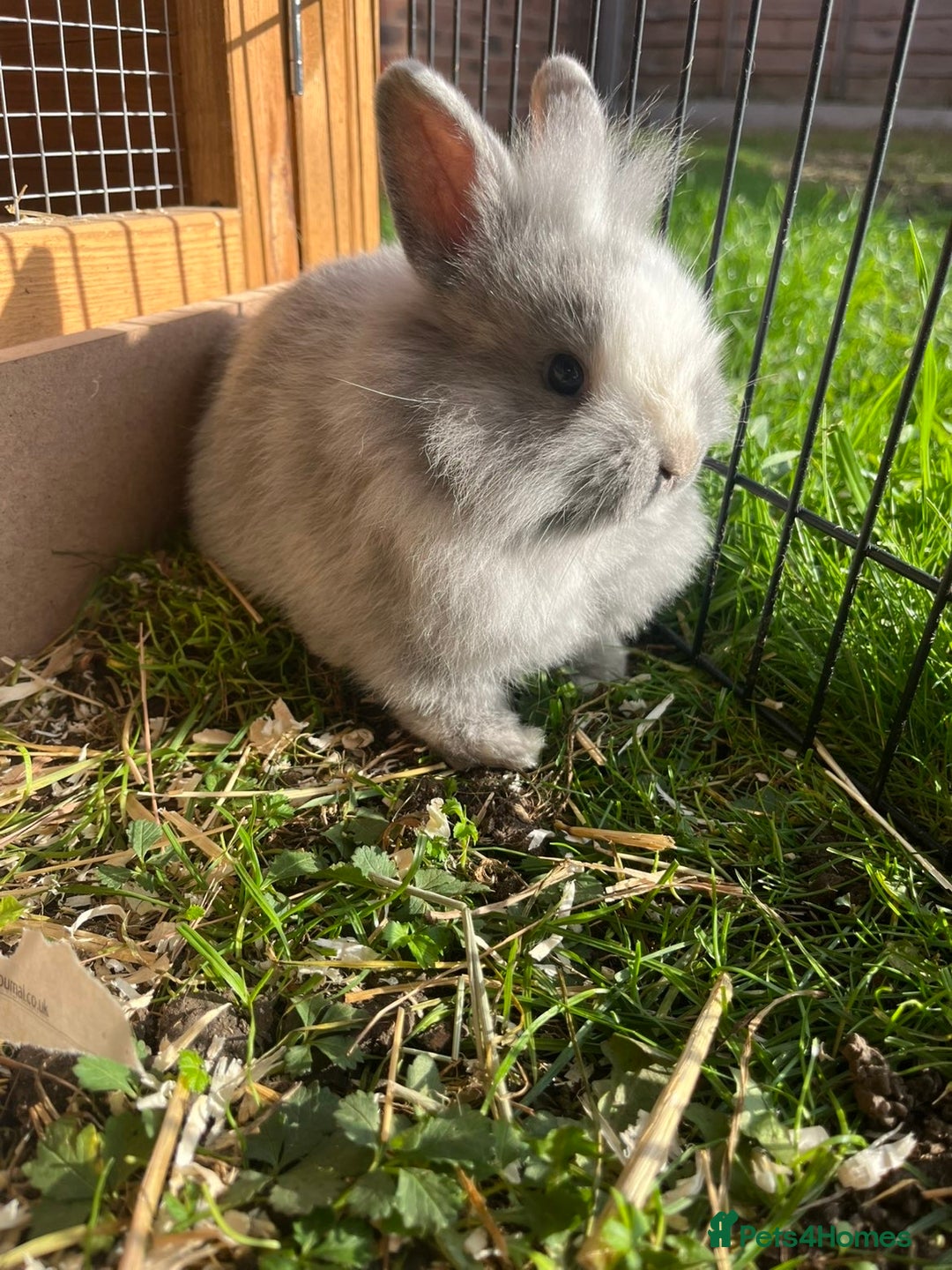 Lionhead rabbits for sale: Lion heads  - Image 3
