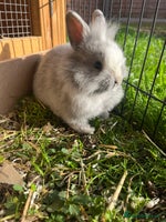 Lionhead rabbits - Advert 4