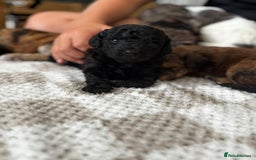 Poochon dogs for sale: Gorgeous poochon puppies 🐶🐾 - Image 5