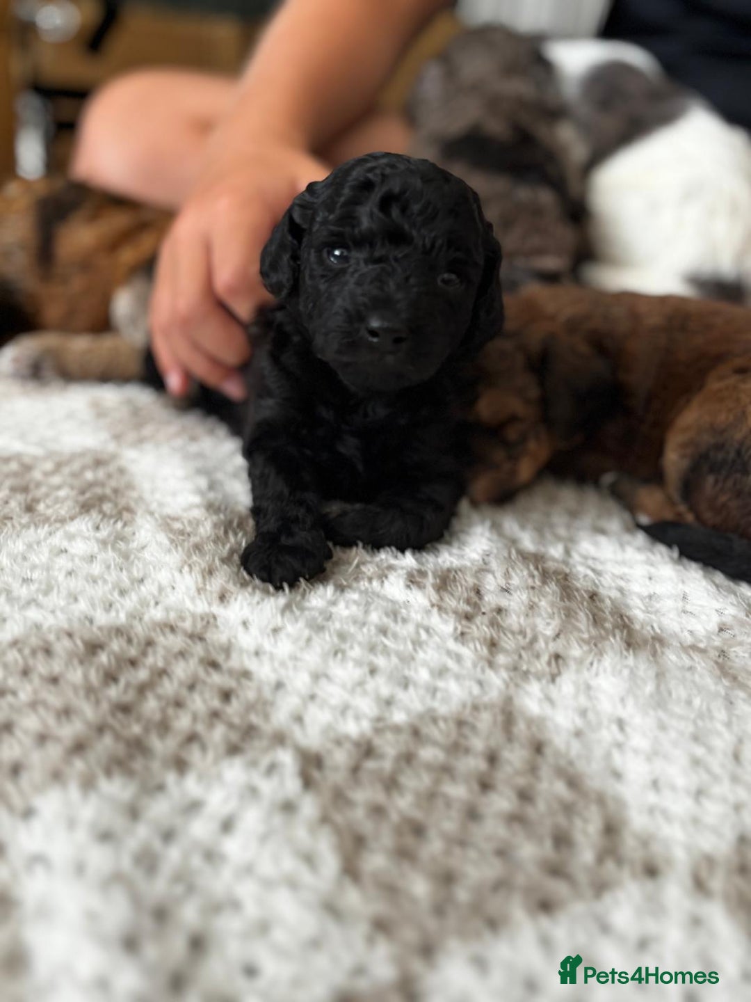 Poochon dogs for sale: Gorgeous poochon puppies 🐶🐾 - Image 5
