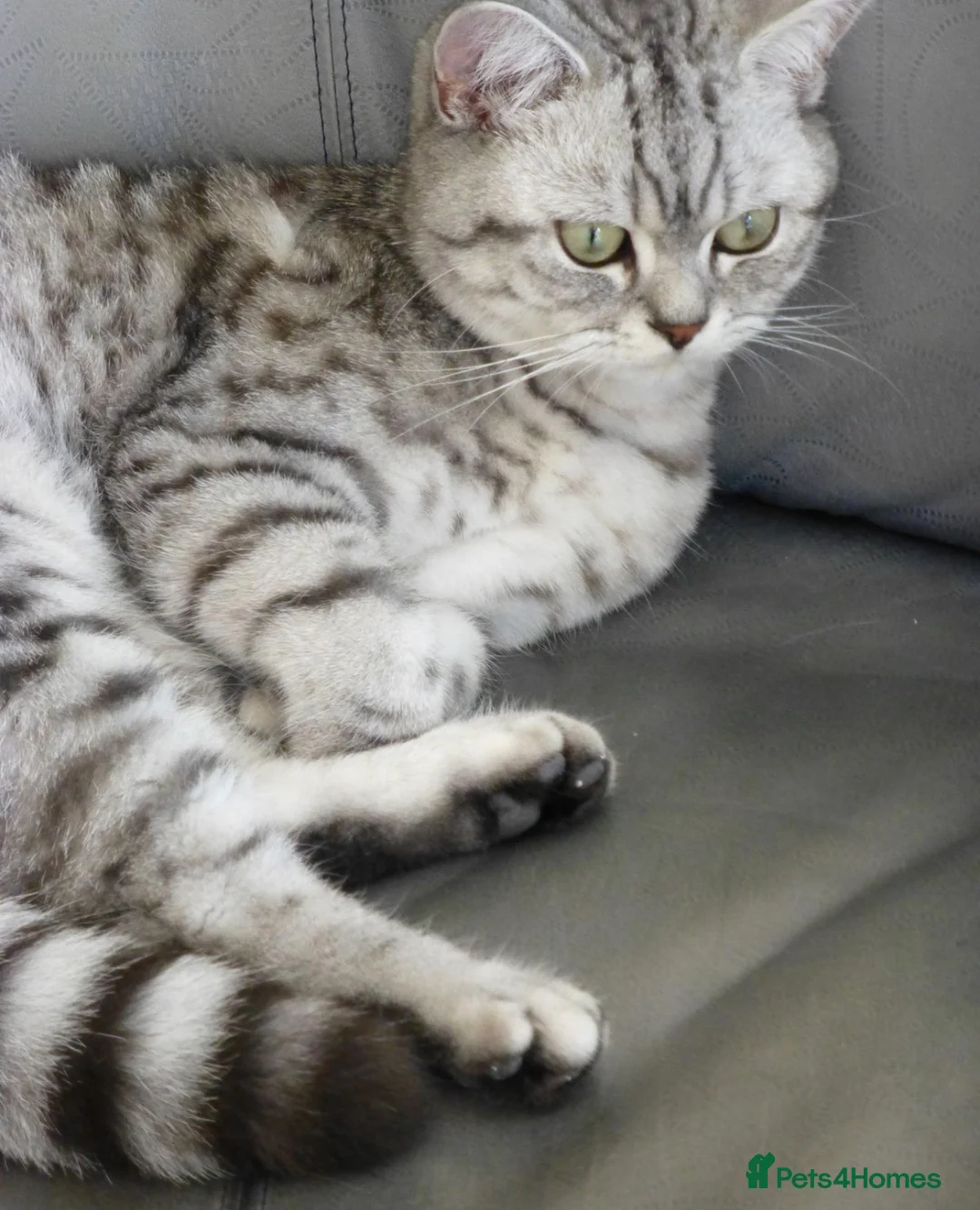 British Shorthair cats for stud: British Shorthair  in Chelmsford - Advert 5