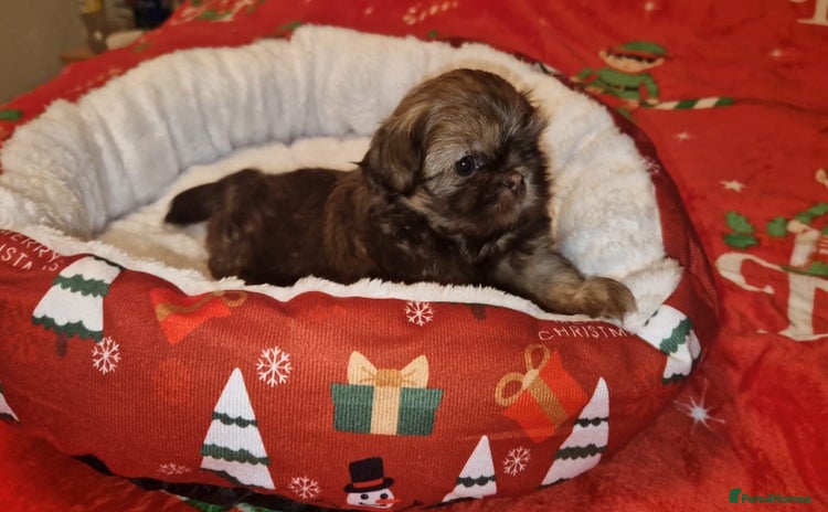 Shih Tzu dogs Imperial Shih Tzu - Advert 8