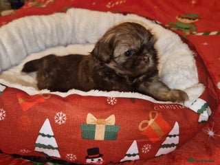 Shih Tzu dogs Imperial Shih Tzu - Advert 9