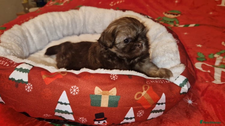 Shih Tzu dogs Imperial Shih Tzu - Advert 8