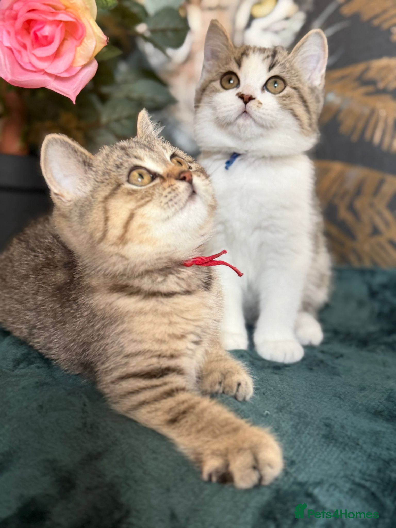 British Longhair cats TICA British Longhair & Shorthair Girls😺 - Advert 6