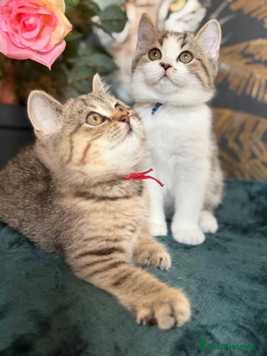 British Longhair cats for sale: TICA British Longhair & Shorthair Girls😺 - Advert 1