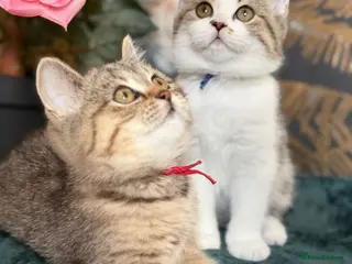 British Longhair cats TICA British Longhair & Shorthair Girls😺 - Advert 6