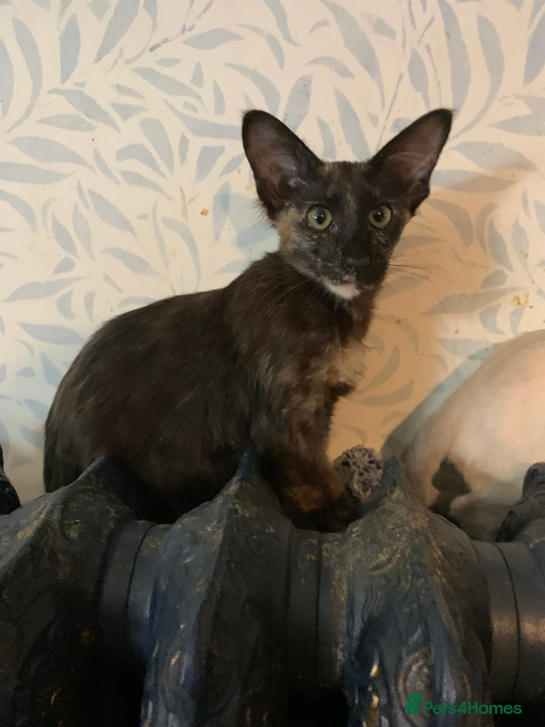 Oriental cats for sale: Oriental Longhair kittens - Advert 7