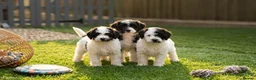 Cavapoo dogs for sale: F1BB Cavapoos - Advert 1
