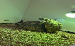 Tortoise reptiles for sale: RESERVED Breeding pair of leopard tortoises  - Image 3