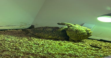 Tortoise reptiles - Advert 2