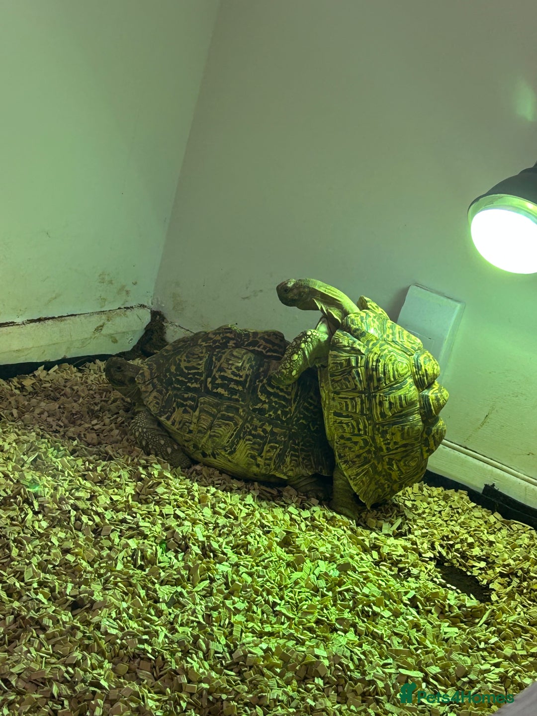 Tortoise reptiles for sale: RESERVED Breeding pair of leopard tortoises  - Image 3