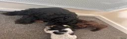 Cocker Spaniel dogs for sale: Show cocker spaniel puppies  - Advert 8
