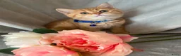 British Longhair cats for sale: British longhair  - Advert 14