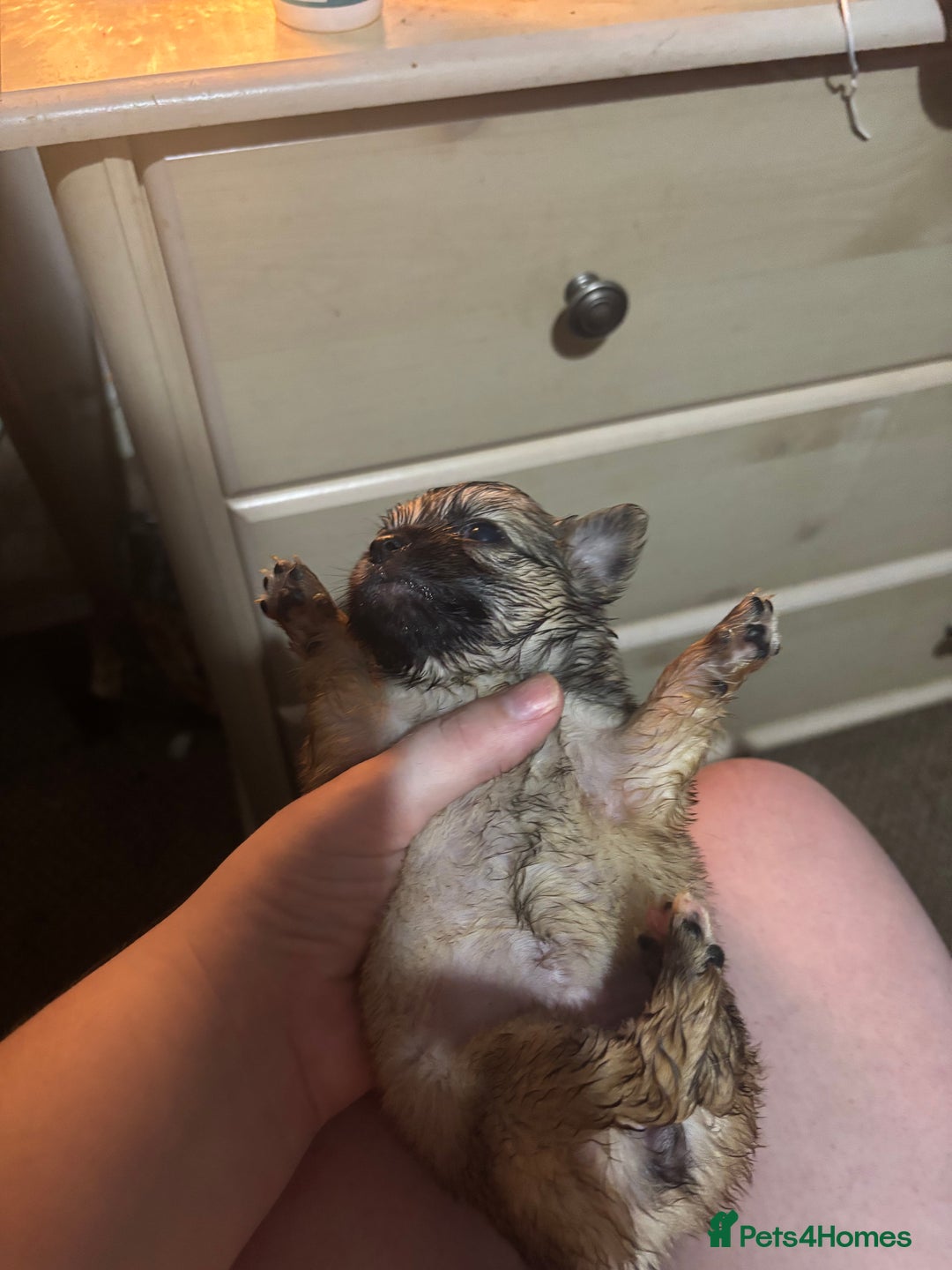 Chihuahua dogs for sale: Mixed litter of chihuahuas forsake  - Image 15