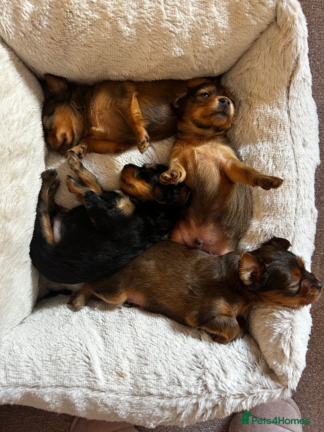 Russian Toy Terrier dogs for sale: Russian Toy puppies from show lines  - Advert 13