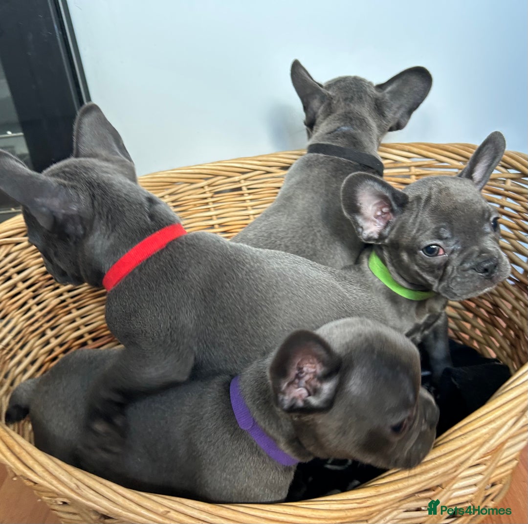 French Bulldog dogs for sale: Solid Blue French Bulldog  - Image 25