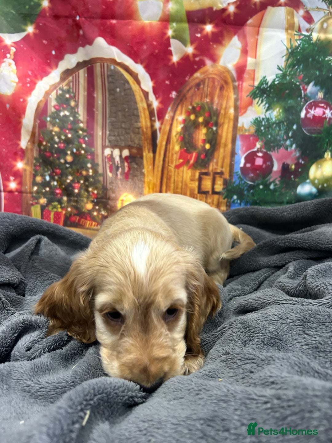 Cocker Spaniel dogs for sale: KC registered, health tested, Show cocker spaniels - Advert 5