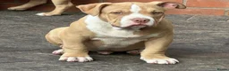 American Bully dogs for sale: American  bully puppies - Advert 13