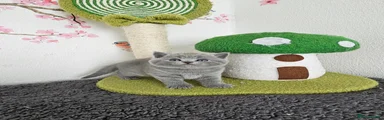 British Shorthair Kitten 2