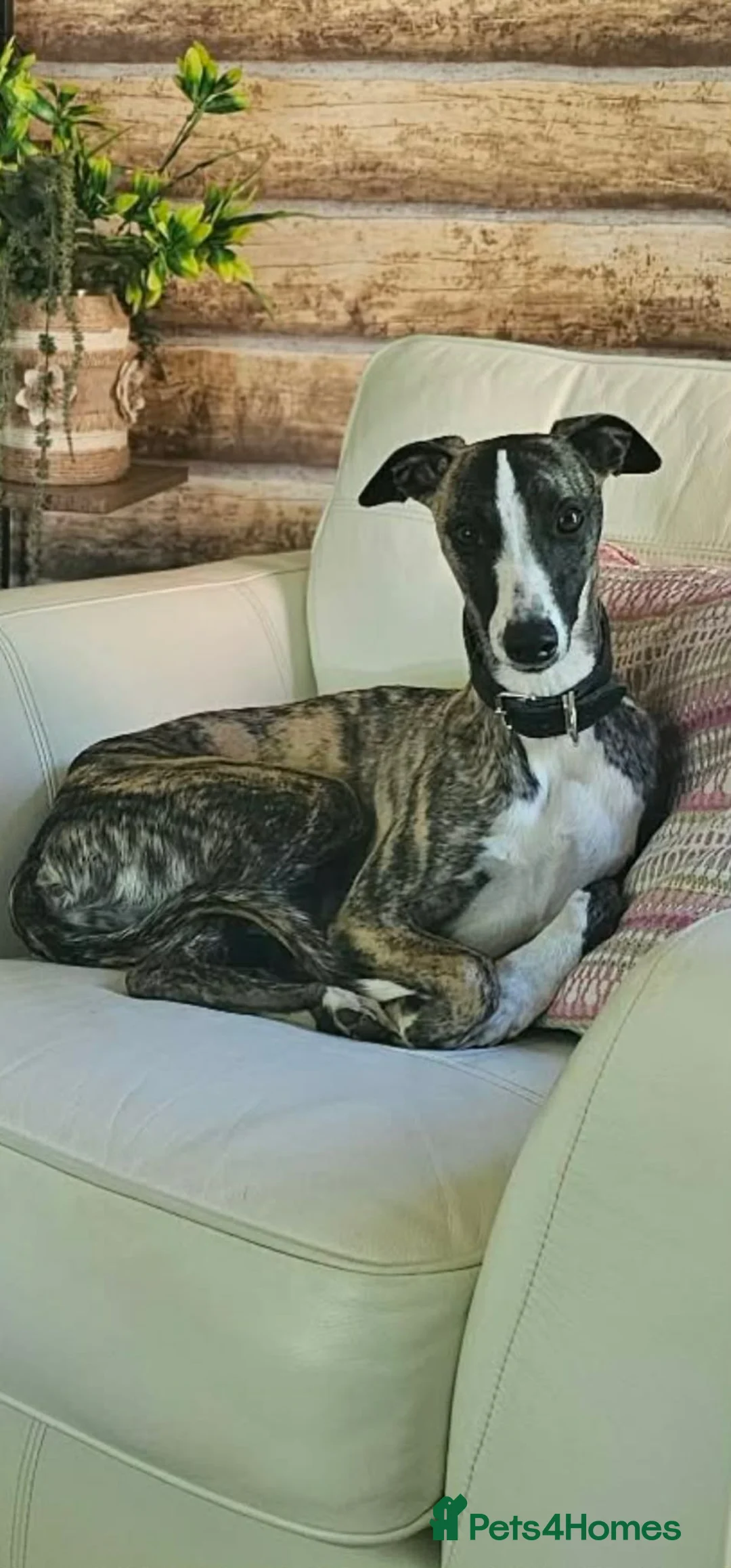 Whippet dogs for stud: Barney - Advert 11