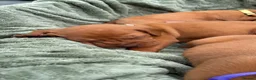 Hungarian Vizsla dogs for sale: 🐶Adorable KC Vizsla Puppies heart 💗🩵 in Machynlleth - Advert 3
