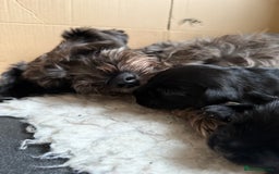 Miniature Schnauzer dogs for sale: Stunning pure black miniature schnauzer puppy - Image 12