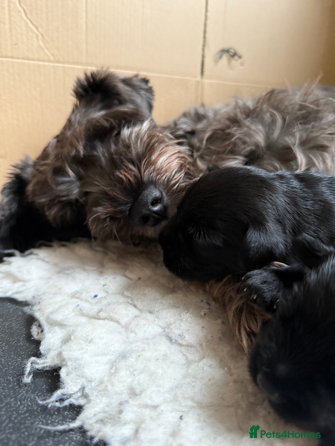 Miniature Schnauzer dogs for sale: Stunning pure black miniature schnauzer puppy - Image 12