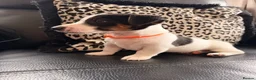 Jack Russell dogs for sale: Jack Russell Puppies  - Advert 19