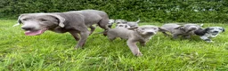 Labrador Retriever dogs for sale: Labrador Retriever Pups – Merle, Silver & Charcoal - Advert 6