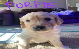 Golden Retriever dogs for sale: Gorgeous KC registered golden retriever puppys - Image 21