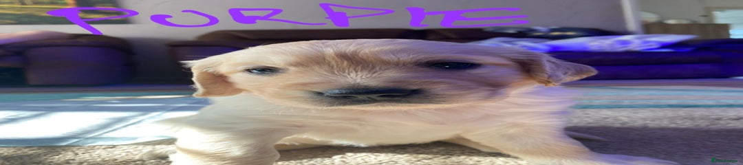 Purple collar female 