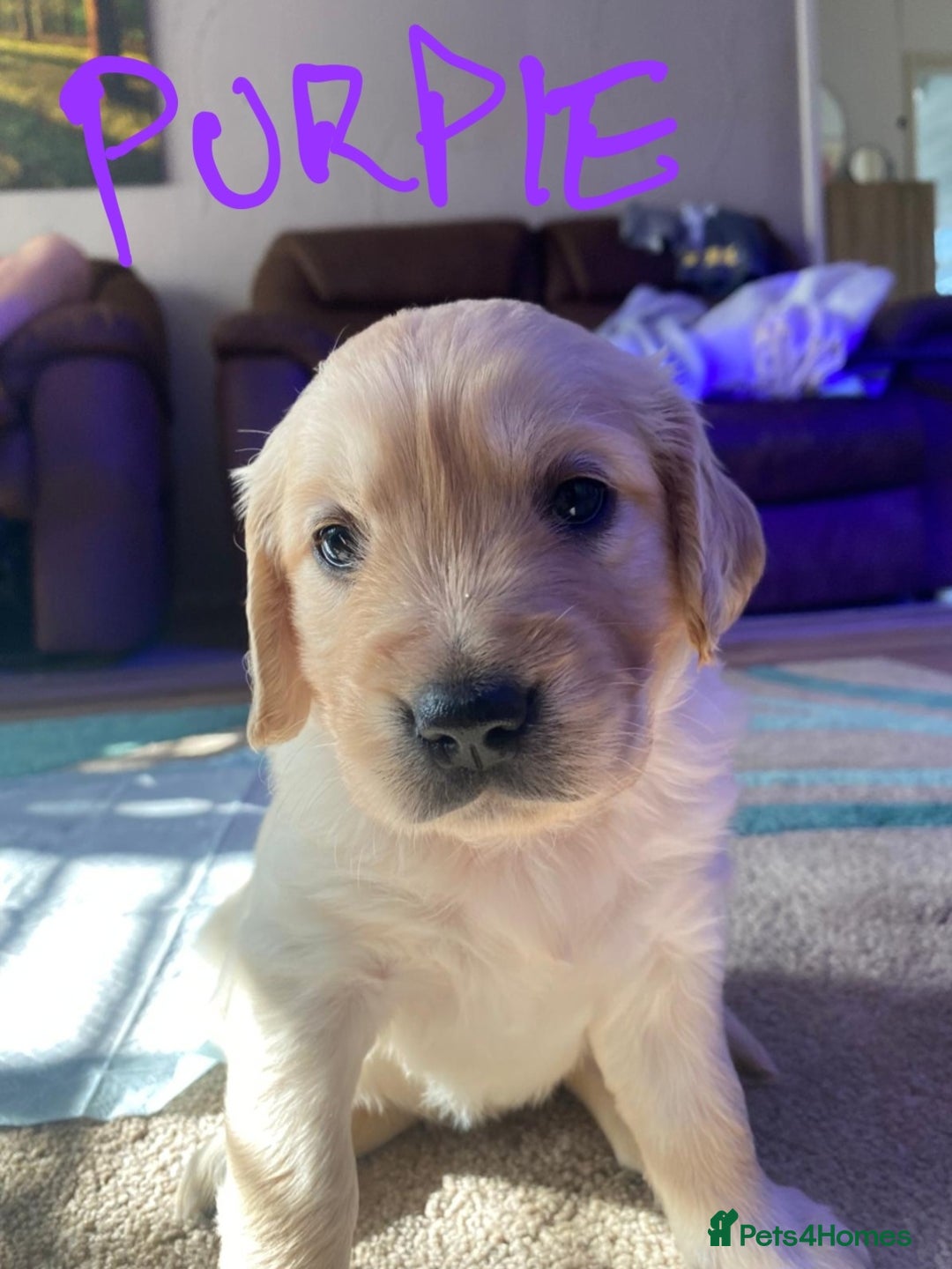 Golden Retriever dogs for sale: Gorgeous KC registered golden retriever puppys - Image 21
