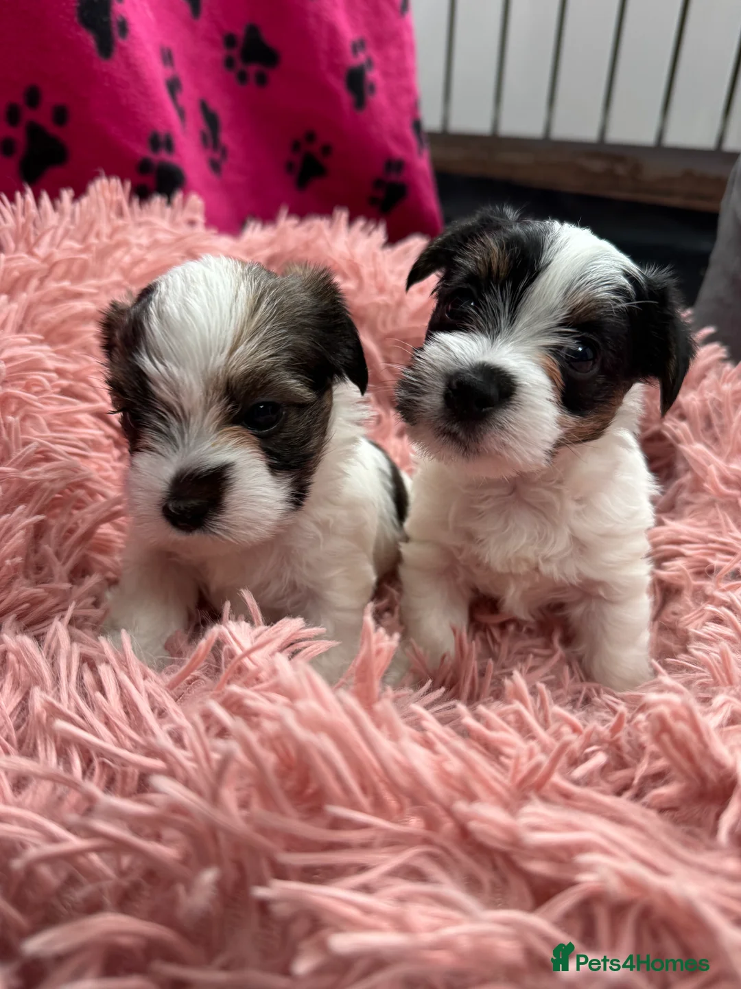 Mixed Breed dogs for sale: Parson Russell X mini Biewer rough coated pups  - Advert 1