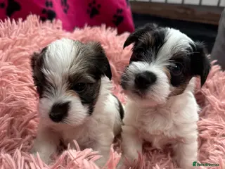 Mixed Breed dogs Parson Russell X mini Biewer rough coated pups - Advert 4