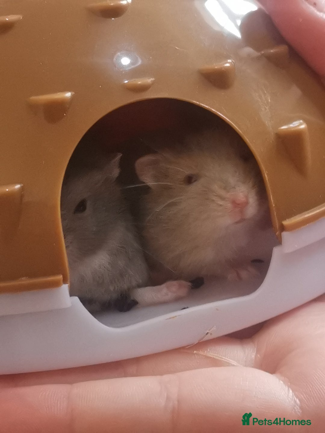 Hamster rodents for sale: 5 x russian dwarf hamsters 2x girls 3 x boys  - Image 5