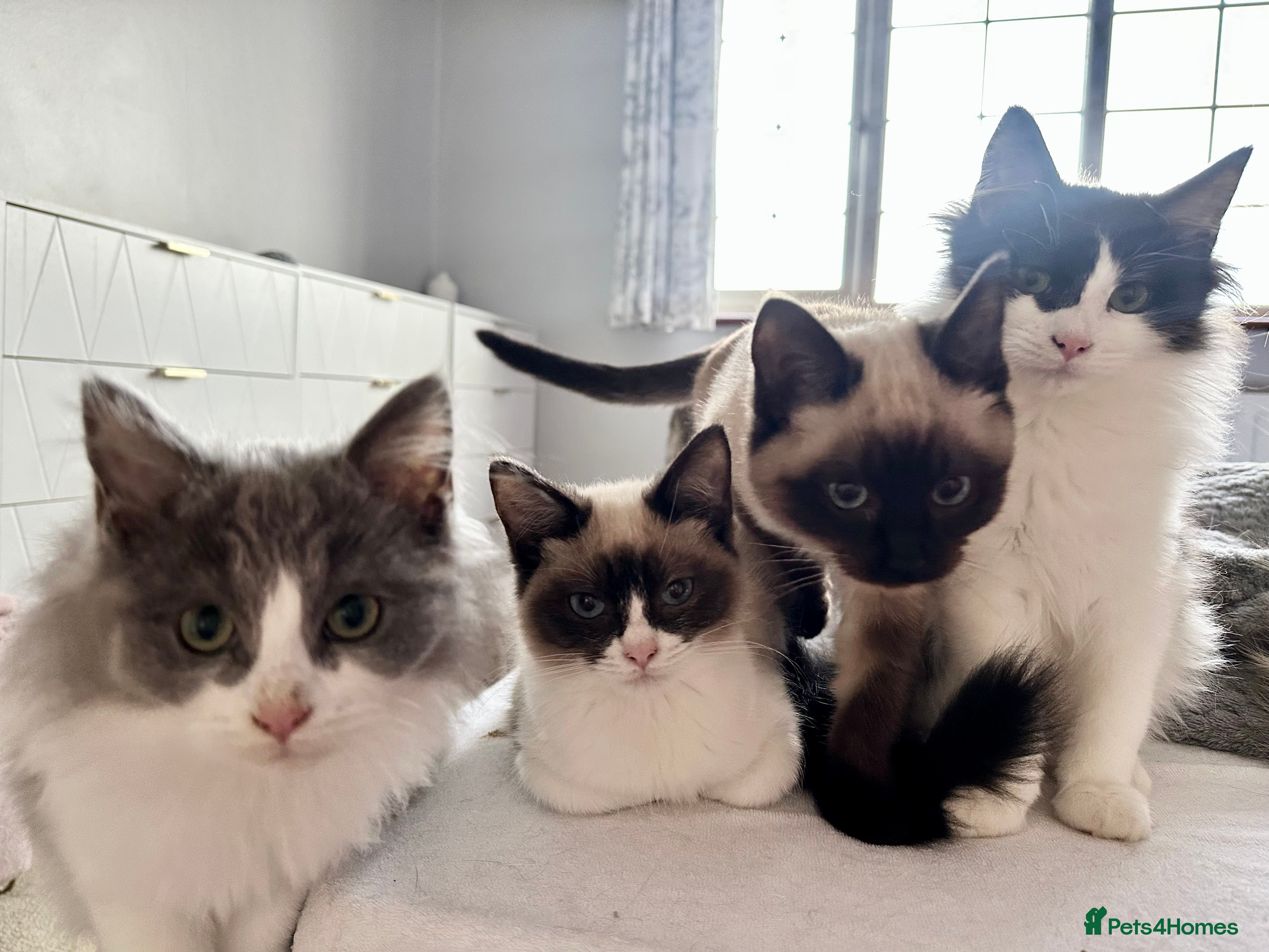 Ragdoll cats 4 stunning super fluffy 3/4 ragdoll kittens  - Advert 12