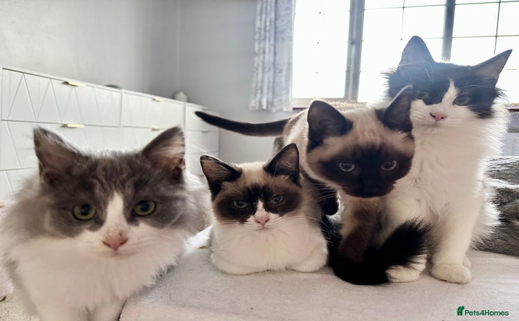 Ragdoll cats 4 stunning super fluffy 3/4 ragdoll kittens  - Advert 1