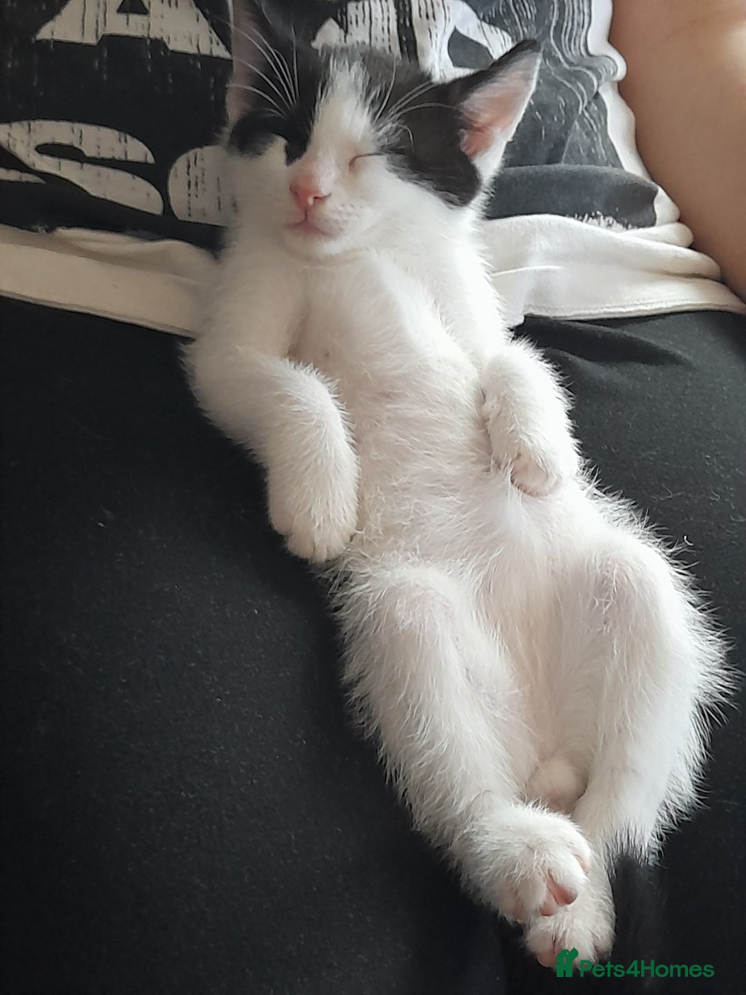 British Shorthair cats for sale: British shorthair kittens  - Image 3