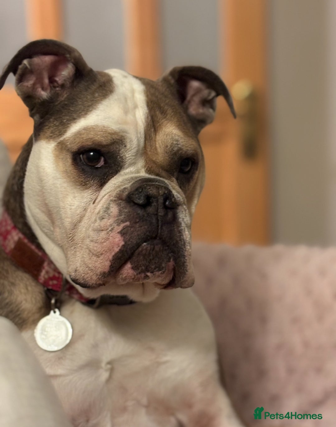 Mixed Breed dogs for sale: Roxy- loving cross looking for a loving home  - Advert 5