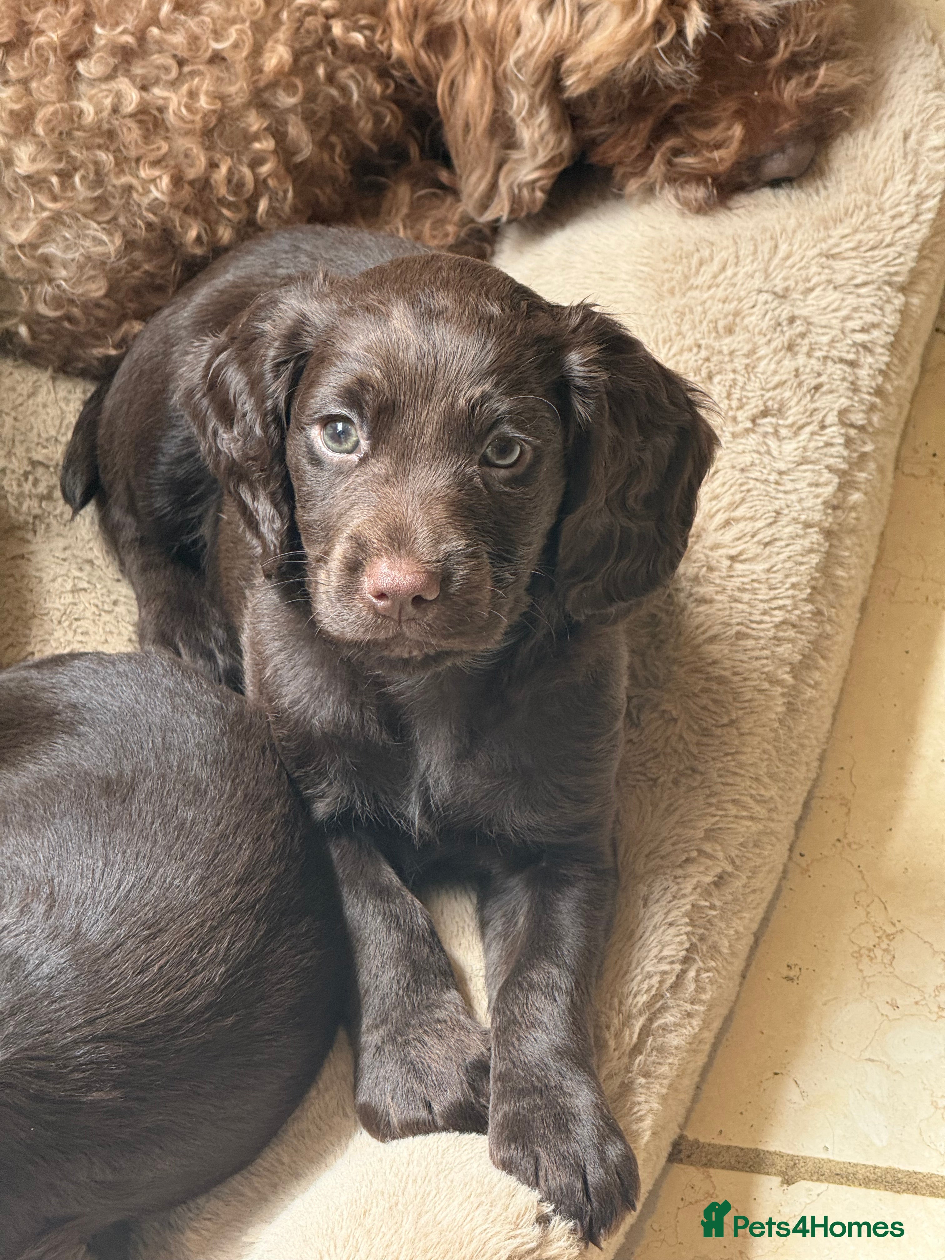 Cocker Spaniel dogs KC REGISTERED WOKRING COCKER SPANIEL PUPS  - Advert 2